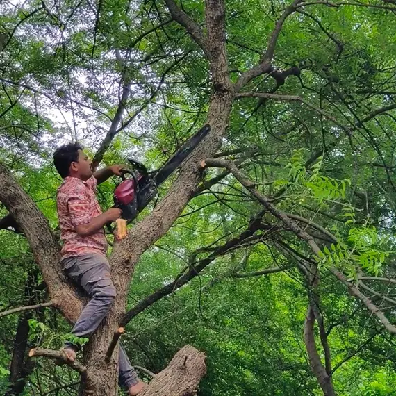 Tree Care Services