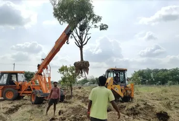 Tree Care Services