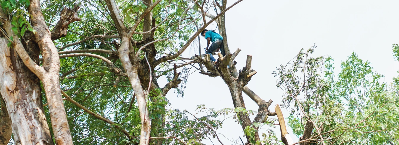 Commercial Tree Services