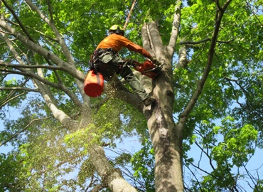 Commercial Tree Services