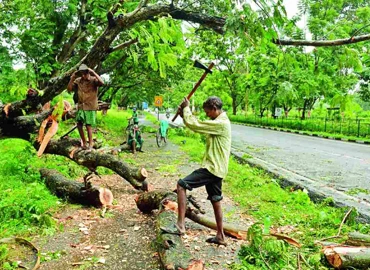 Tree Cutting Services in Gated Community and Villas