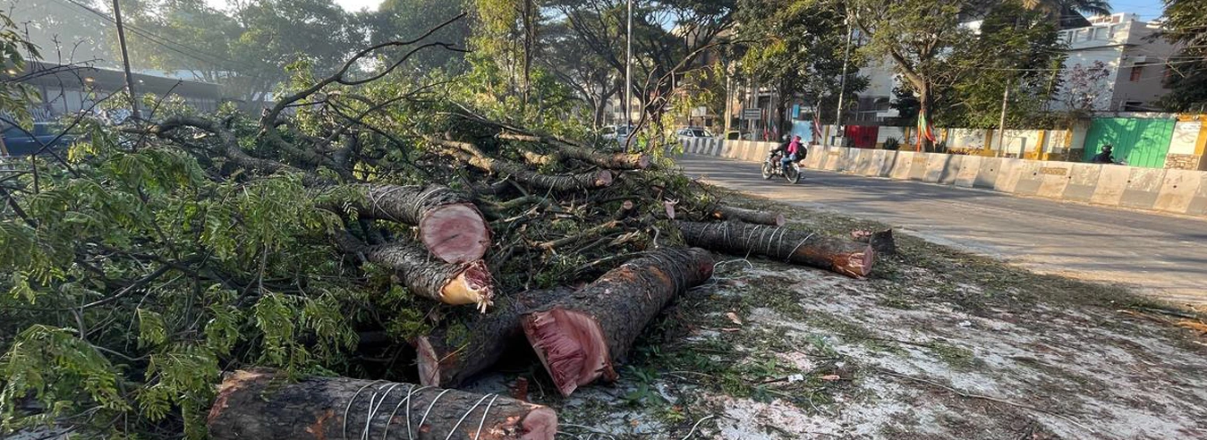 Highway Tree Cutting