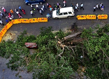 Highway Tree Cutting