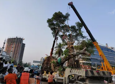 Replantation of Trees