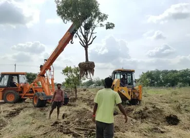 Replantation of Trees