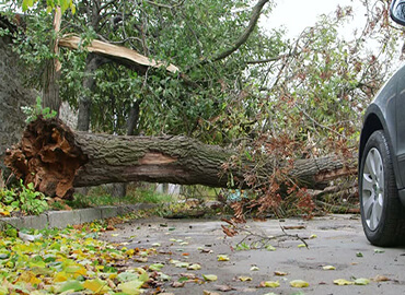 emergency-tree-removal