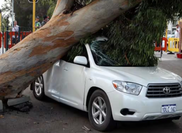 emergency-tree-removal