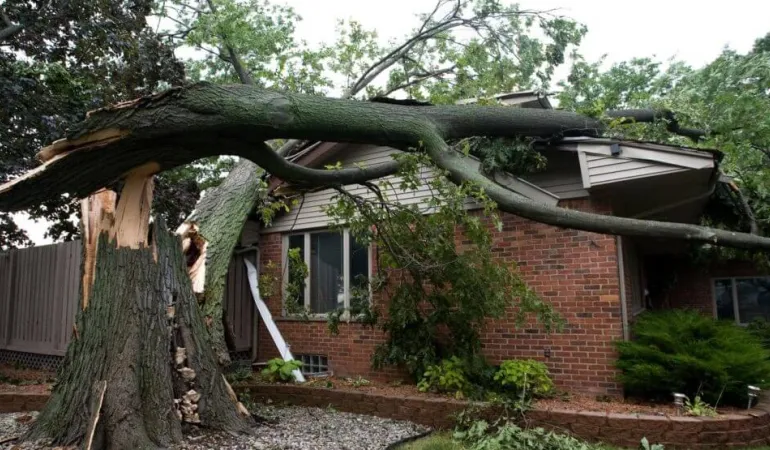 Emergency Tree Removal Services