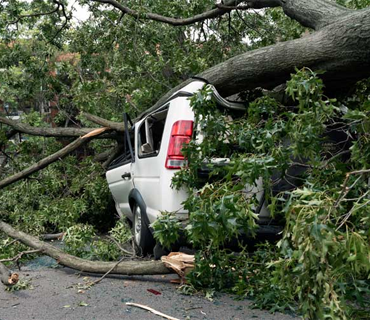 emergency-tree-removal