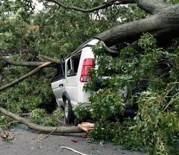 Emergency Tree Removal Services