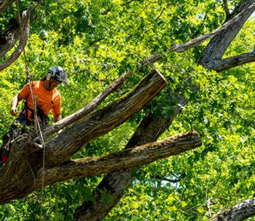 Highway Tree Cutting